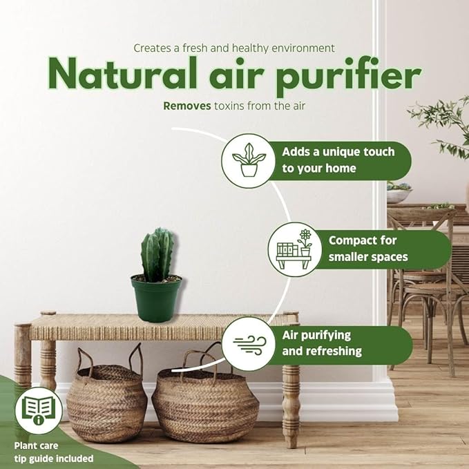 BubbleBlooms Blue Myrtle-Cactus, Myrtillocactus Geometrizans, Blue Candle Stick Cactus, in 4 inch Pot, Long Well Rooted & Healthy