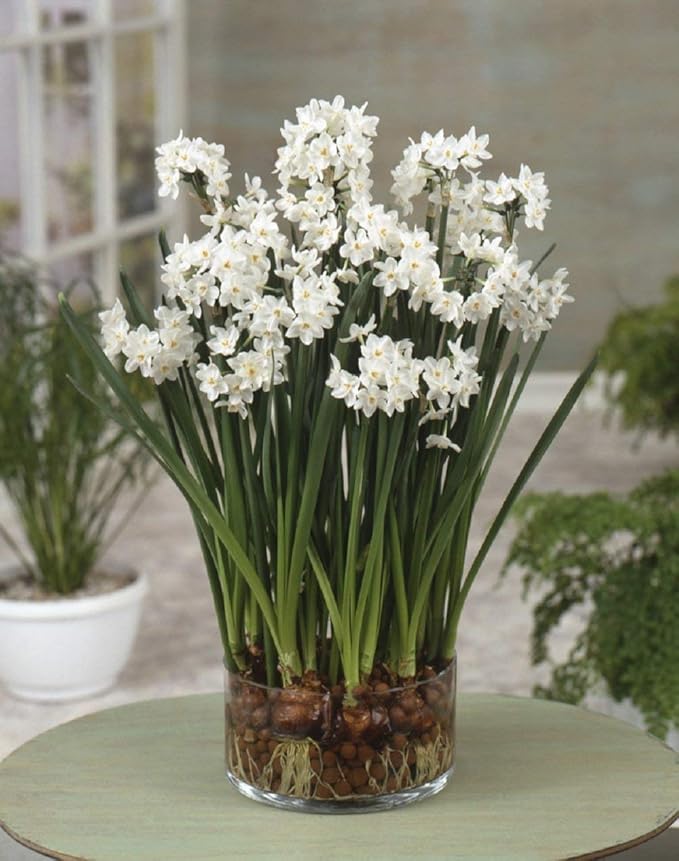 Easy to Grow Narcissus Paperwhite 'Ariel' Plant Bulbs (10 Pack) - Large Flower Bulbs for Indoor Forcing at Home, Fragrant Holiday Blooms