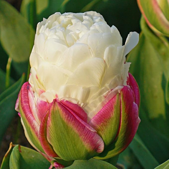 Ice Cream Double Tulip Bulbs โ 3 Premium Peony-Style Blooms | White Cream Petals with Pink-Red Base | Unique Spring Perennial Flowers for Gardens & Containers โ Zones 3โ8 (3 Bulbs)