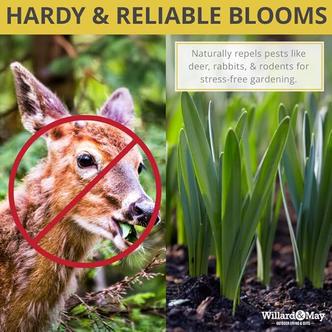 100 Mixed Daffodil Bulbs – Bulk Pack of Spring-Blooming Narcissus – Deer Resistant & Cold Hardy – Easy Fall Planting - Plant in Gardens, Borders & Flowerbeds - Willard & May