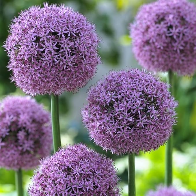 Gladiator Allium Flower Bulbs - Attracts Butterflies and Hummingbirds - Deer Resistant - Good as Cut Flowers - Naturalizing - Perennializing
