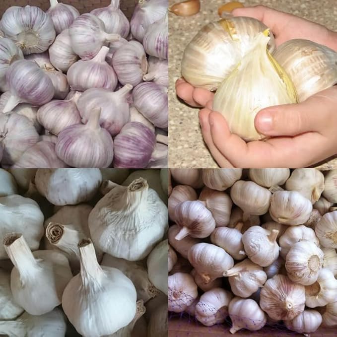 1 Pound Garlic for Planting in Fall Mix Random Softneck Hardneck, 8-10 Assorted Garlic Bulbs for Planting, Fresh and High Yield Bulb Variety Pack, Hardy and Fast Growing