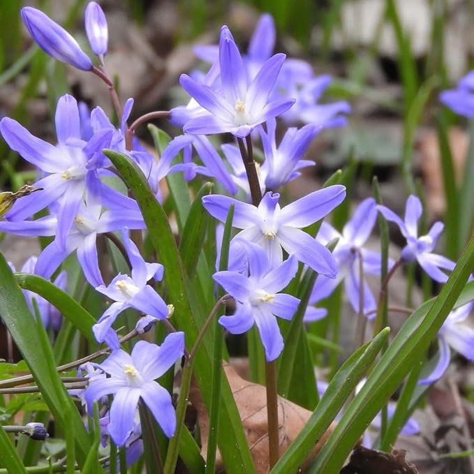 Glory of The Snow Flower Bulbs โ 15 Chionodoxa Bulbs | Purple, Blue & White Star-Shaped Blooms | Early Spring Perennials for Fall Planting | Easy to Grow โ Zones 3โ8 โ Great Garden Gift