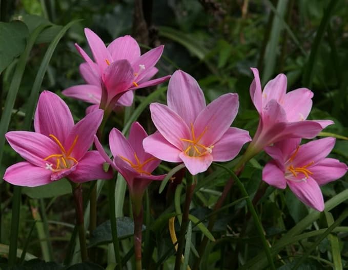 Zephyranthes Grandiflora Pink Rain Lily Bulbs for Planting - Perennial Lily Flowering Bulbs | Bloom Multiple Times - Easy to Grow (10 Pack)