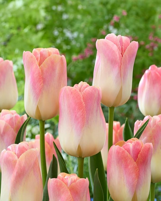 Strawberries and Cream Tulip Bulbs for Planting โ Top Size Bulbs, Perennial Flowers (5 Bulbs)