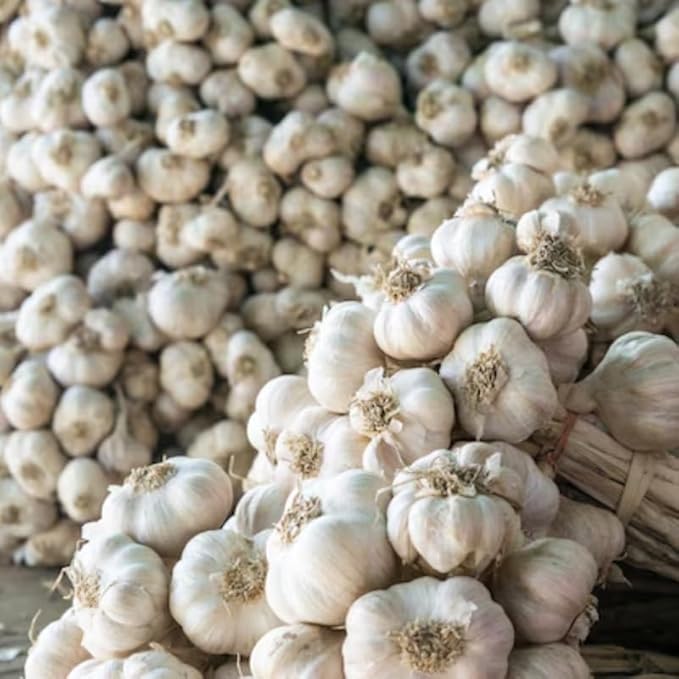 1 Pound Garlic for Planting in Fall Hardneck, 8-10 White Garlic Bulbs for Planting, Fresh and High Yield Bulb Variety Pack, Hardy and Fast Growing