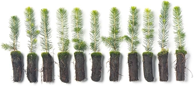 Norway Spruce Tree Seedlings | 6"-12" | Arbor Day Foundation (10-Pack)