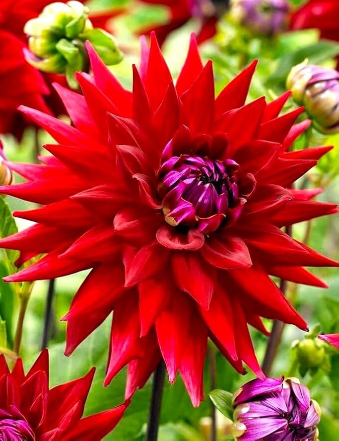 Needle Dahlia Multicolor Seed Mix 50+ Non-GMO Seeds for Planting Flowers Cactus Dahlia