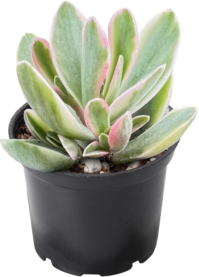 2" Rare Succulent Variegated Money Maker Plant, Live Succulents Plants Fully Rooted in Grower Pots, Unique Gift for Wedding Favor, Party Favor