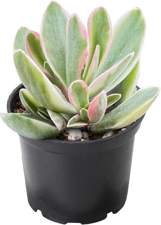 2" Rare Succulent Variegated Money Maker Plant, Live Succulents Plants Fully Rooted in Grower Pots, Unique Gift for Wedding Favor, Party Favor