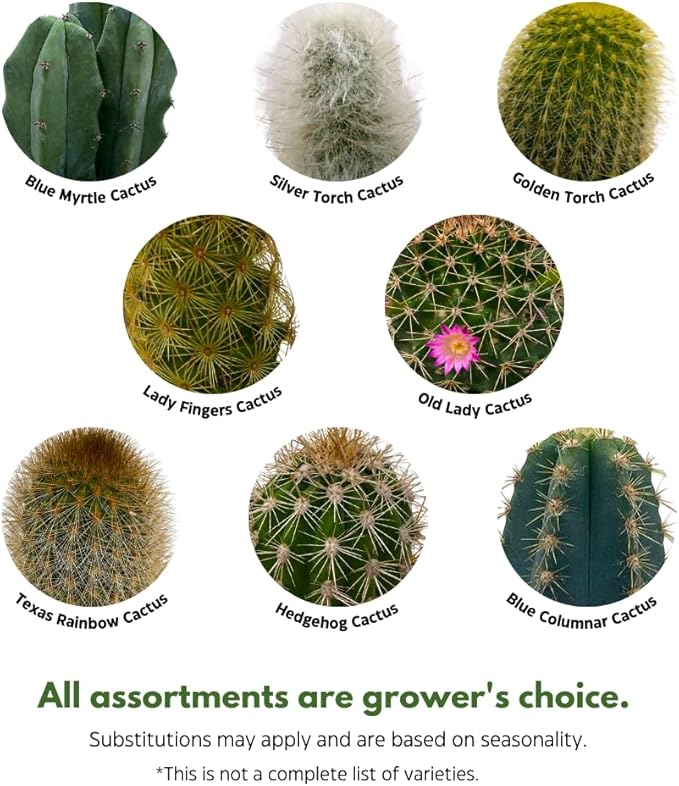 BubbleBlooms Column Cactus Assortment, 4 inch Set of 3, Silver Torch, Blue Column, Yellow, Old Man Fuzzy, Variety Cacti