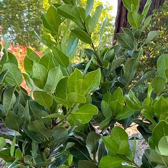Mediterranean Bay Leaf, Bay Laurel Live Plant. Saratoga/Standard Varieties - Laurus Nobilis. Fragrant, Fresh, Edible. Pots/Ground Planting. Mild/Strong Flavor (2 Srtg + 2 Std Bay Plants in Sac)
