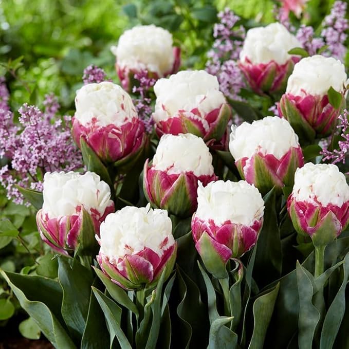 Ice Cream Double Tulip Bulbs โ 3 Premium Peony-Style Blooms | White Cream Petals with Pink-Red Base | Unique Spring Perennial Flowers for Gardens & Containers โ Zones 3โ8 (3 Bulbs)