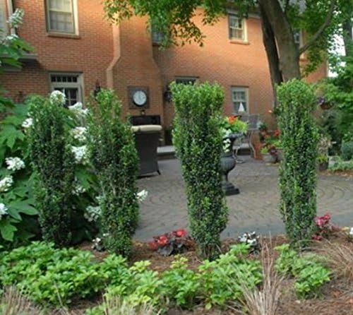 (4) - Sky Pencil Japanese Holly Trees - Live Plant - (1 QT) (4 Live Trees)