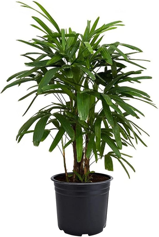American Plant Exchange Lady Palm – 6-Inch Pot – Live Easy Care Indoor Houseplant, Air-Purifying, Low-Light Tropical Palm for Home, Office, Apartment, and Indoor Décor