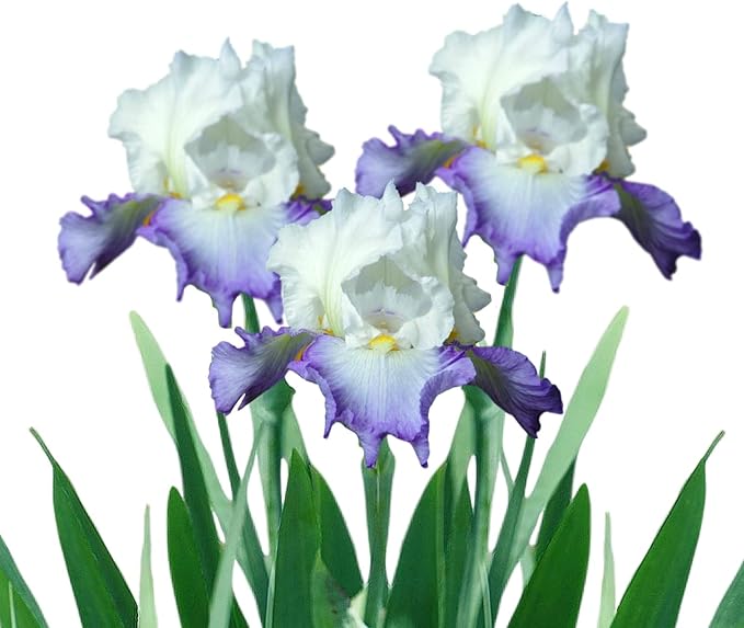 Easy to Grow Bearded Iris Clarence - 3 Plant Bulbs Rhizomes, Purple & White Flowers in Spring to Fall, Full Sun Low Maintenance