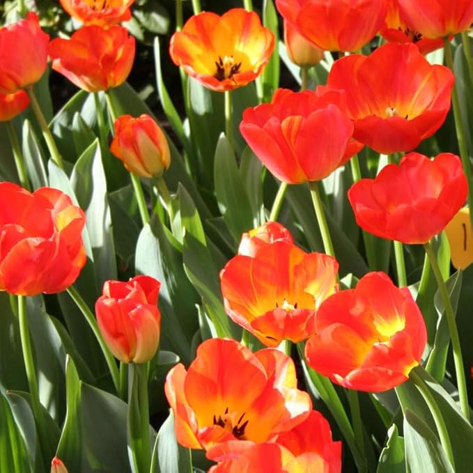 Orange Queen Darwin Hybrid Tulip Flower Bulbs - 10 Bulbs per Pack - Good as Cut Flowers - Easy to Grow Live Plants - Outdoor Flower Garden