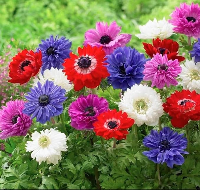 Lieutenant Anemone Flowers โ 30 Bulbs | Vibrant Pink, Red, Blue, Purple & White Spring Blooms | Ideal for Cut Flowers, Garden Beds & Containers โ Pollinator Friendly | Zones 3โ10