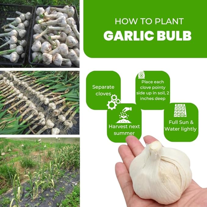 1 Pound Garlic for Planting in Fall Hardneck, 8-10 Music Garlic Bulbs for Planting, Fresh and High Yield Bulb Variety Pack, Hardy and Fast Growing