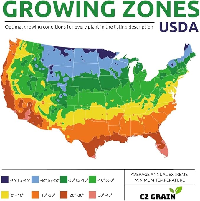 10 Pink Party Daffodil Bulbs for Planting - Easy to Grow Perennial Flowers for Garden or Containers (10 Bulbs)