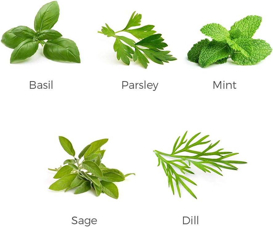 Herb Garden Seeds Collection - 5 Culinary Herb Seeds Pack - Organic Basil, Parsley, Mint, Sage and Dill Seeds, Heirloom Non-GMO Seeds for Planting
