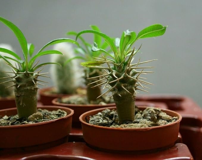 Gardenera Madagascar Palm Plant Potting Soil - All-Natural Blend for Thriving Palms - Boosts Root Health and Distinctive Elegance - 10 Quart