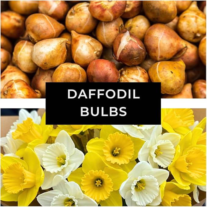 Daffodil Mix Bulbs for Planting - Easy to Grow Perennial Flowers for Garden or Containers (50 Bulbs)
