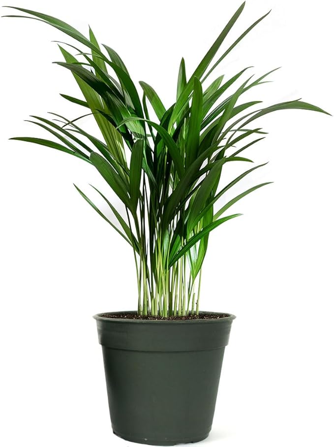 American Plant Exchange Live Areca Palm – 6-Inch Pot – Tropical Houseplant with Feathery Green Fronds, Pet-Friendly Easy Care Indoor Plant for Homes, Offices, Apartments & Decorative Spaces
