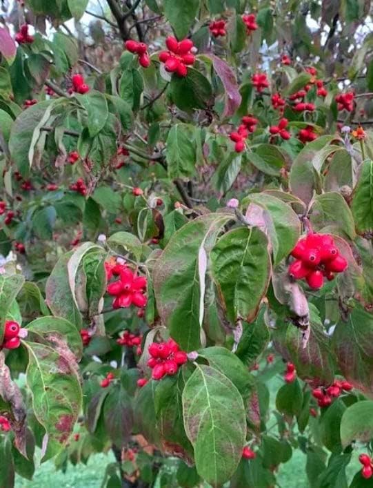White Flowering Dogwood Tree - Huge 4 Inch Flowers - 2 to 3 Foot Live Plant