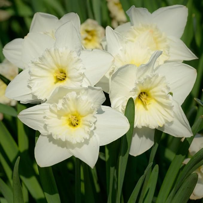 White Lion Daffodil Flowers- 5 Bulbs - Large Narcissus Blooms Crisp White Petals and Ruffled, Bi-Colored Yellow Centers - Spring Blooming Easy Growing Garden Perennials | Attracts Bees & Butterflies