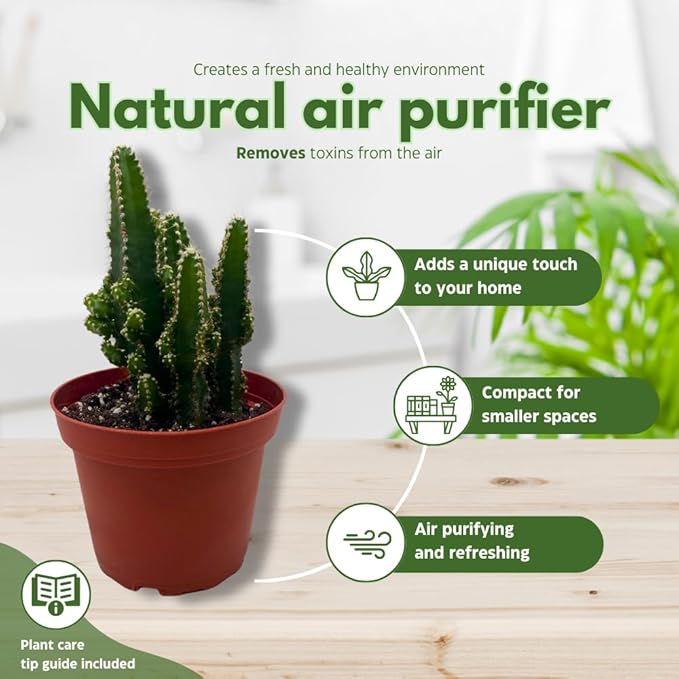 Fairy Castle Cactus, Acanthocereus Tetragonus, Night-Blooming Cereus, Triangle Cactus, 4 inch Pot