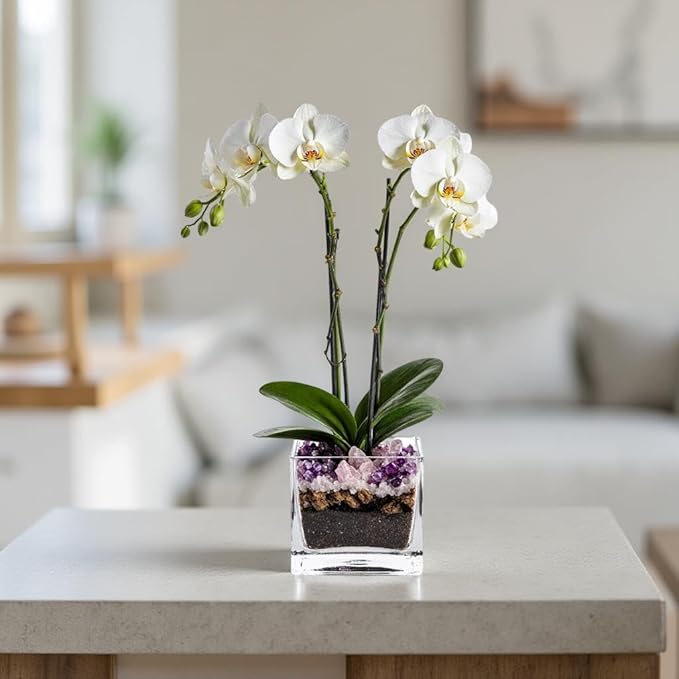 Premium White Phalaenopsis Orchid Plant - Live Double Stem with Amethyst Crystal - Indoor Flowering Houseplant Gift - Perfect for Birthday Anniversary
