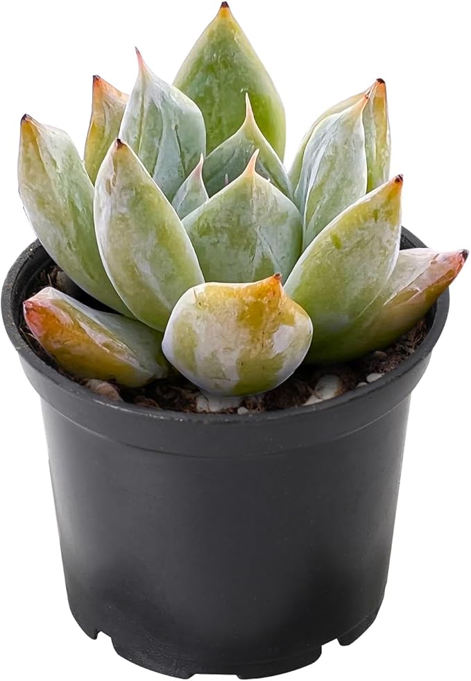 THE NEXT GARDENER.COM 2" Rare Succulent Echeveria Colorata x Laui, Live Succulents Plants Fully Rooted in Grower Pots, Unique Gift for Wedding Favor, Party Favor