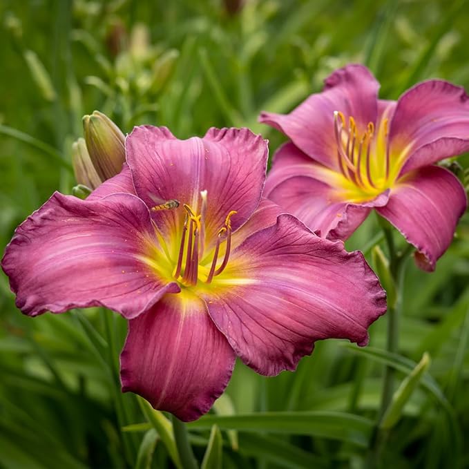 Grape Magic Daylily Flower Bulbs – Purple-Pink Reblooming Variety – Hardy, Pollinator-Friendly Perennial for Full Sun Landscapes (Zones 3–9) Fall Planting Spring Blooming