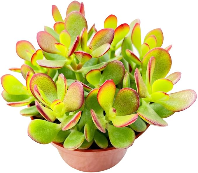 Sprout N Green Dwarf Jade - Crassula Ovata Crosby's Compact, Rare Cute Succulent Plant Fully Rooted in 4" Pot