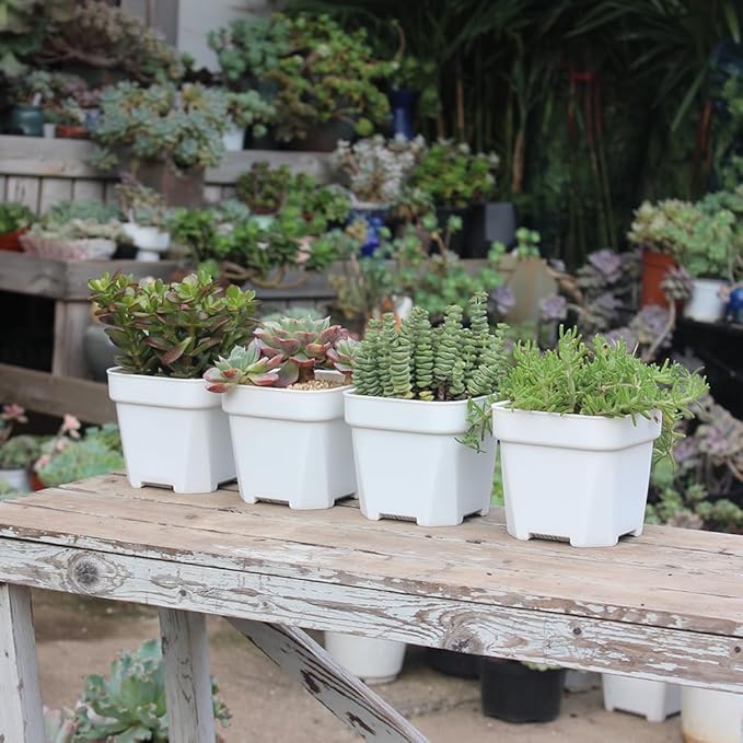 BangQiao 20 Pack 4.75 Inch Small White Plastic Square Nursery and Seedling Pot with Drainage Hole for Germination, Cactus, Herb, Succulent