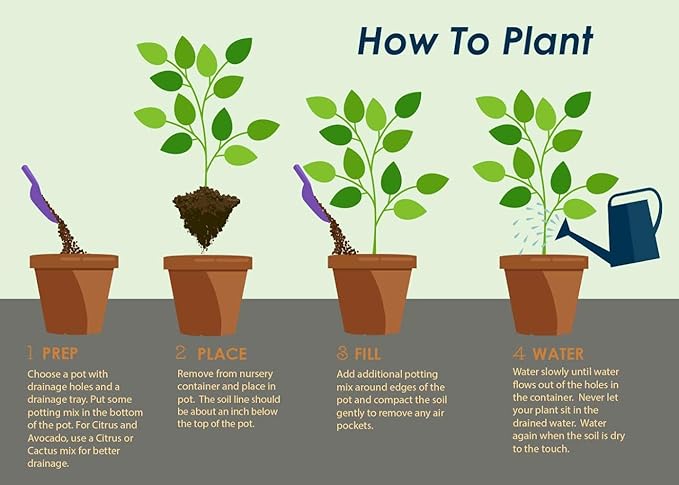 Brighter Blooms - Braided Benjamina Ficus Tree, 3-4 ft. - Live Plant - No Shipping to AZ, OR