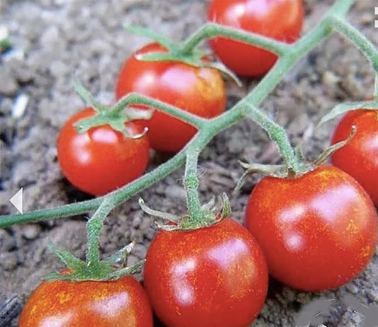Sweetie Cherry Tomato Seeds - Very Sweet and Perfect for Caprese Salad - 50 Seeds