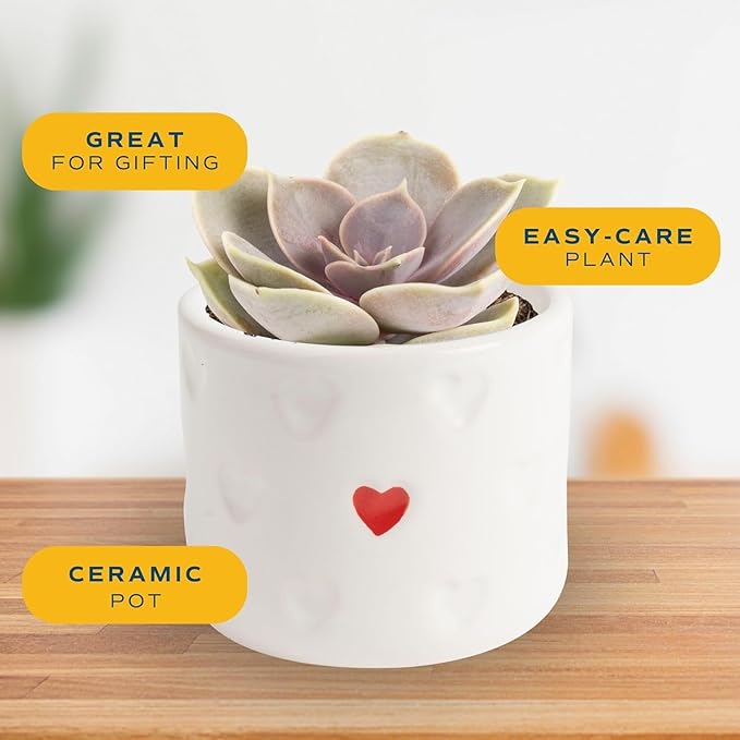 Costa Farms Succulent Plant, Live Indoor Plant Mini Succulent in Cute Decor Plant Pot, Potting Soil Mix, Grower's Choice, Room Decor, Housewarming Gift, 2-Inches Tall