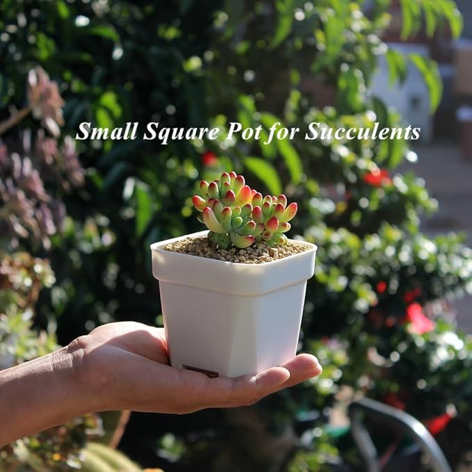 BangQiao 40 Pack 3.65 Inch White Plastic Square Nursery Seedlings Pot for Succulent, Cutting, Transplanting