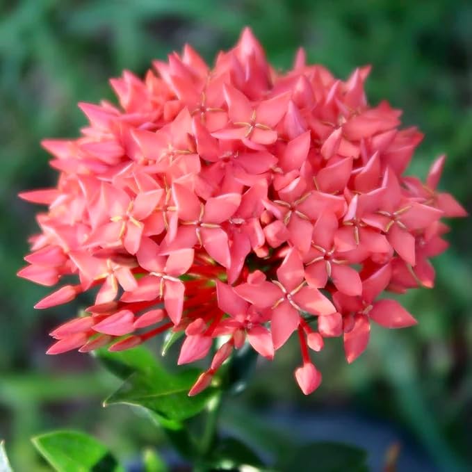 GARDENERA Ixora Plant Potting Soil - Enhance Blossoming and Health with Professional Grade Nutrient-Rich Mix - 3 Quart