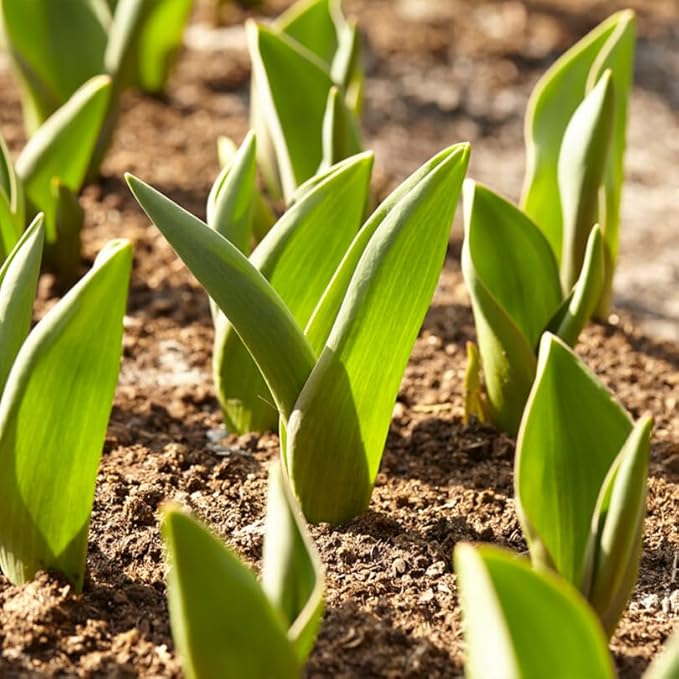 35 Mixed Tulip Bulbs – Assorted for Spring Color – Perfect for Beds, Borders & Containers – Bulk Pack of Flowers for Spring – Easy Fall Planting - Live Garden - Bulb Size 11/12cm - Willard & May