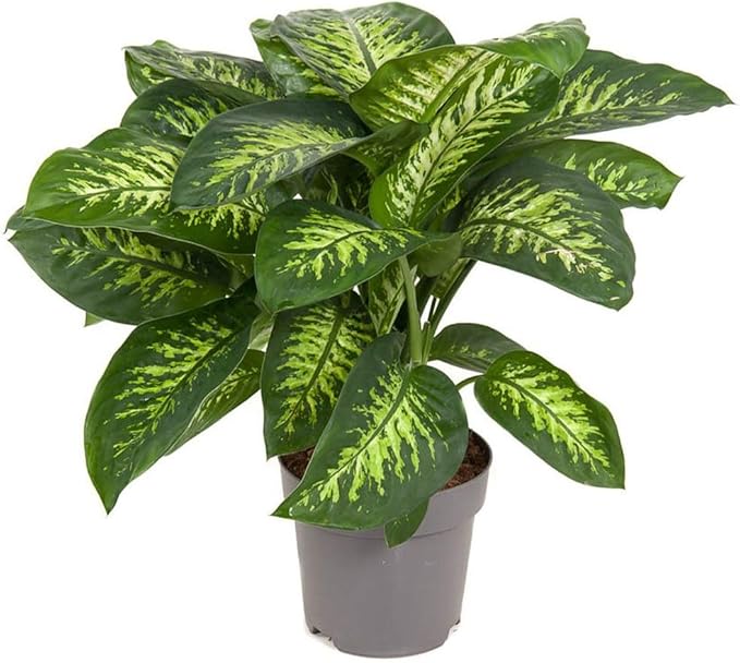 Gardenera Premium DIEFFENBACHIA Potting Soil Mix - Ideal for Growing Robust and Healthy Dieffenbachia - 20 Quart