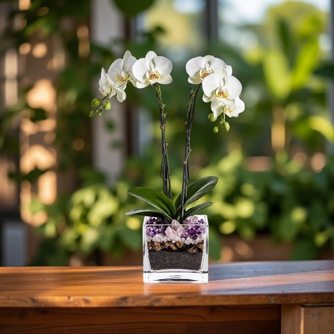 Premium White Phalaenopsis Orchid Plant - Live Double Stem with Amethyst Crystal - Indoor Flowering Houseplant Gift - Perfect for Birthday Anniversary