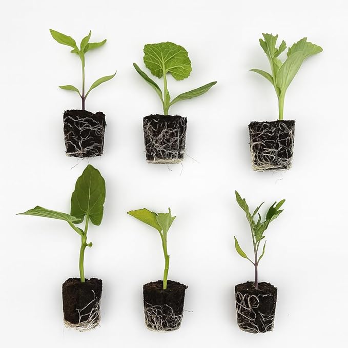 Veggie Seedlings: Ready-to-Plant Seedlings, Starts, Plugs, Garden-Ready, Live Plants, Transplants, Pre-sprouted, for Soil & Hydroponic Gardens (XL (120 seedlings))