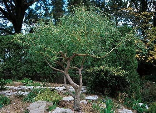 Kelli's Curly Corkscrew Trees - 8 Tree Cuttings to Grow - Grow 8 Amazing Curly Willow Trees. Made in USA, Ships from Iowa.