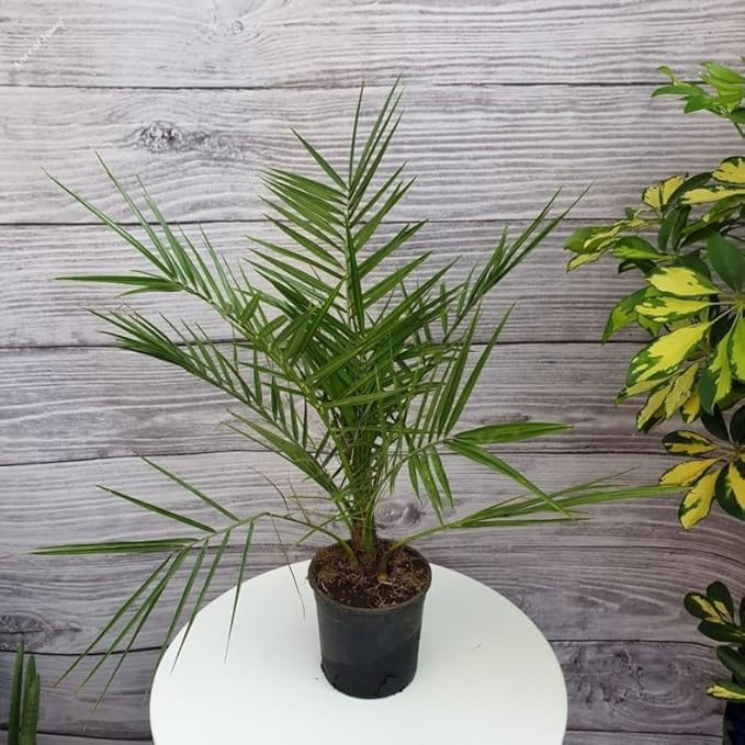 Dwarf Date Palm Seeds – Slow-Growing Perennial Palm (Phoenix roebelenii) | Indoor/Outdoor Ornamental, Non-GMO, Tropical Landscape Plant