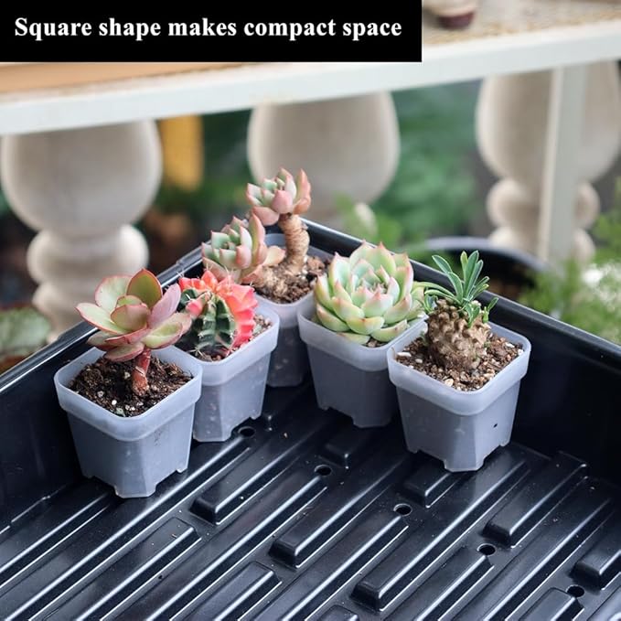 BangQiao 200 Pack 1.95 Inch Tiny Clear Plastic Square Nursery and Seedling Pot, Mini Transplant Seed Starter Planter with Drain Hole for Germination, Herb, Succulent