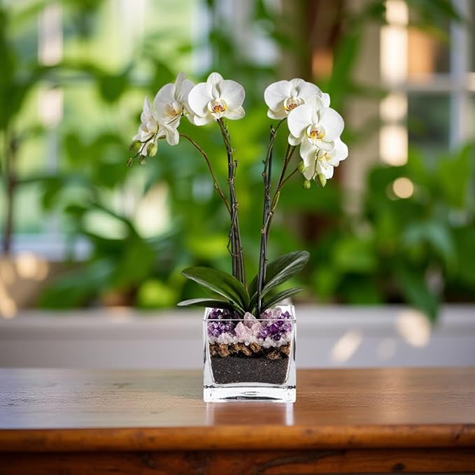 Premium White Phalaenopsis Orchid Plant - Live Double Stem with Amethyst Crystal - Indoor Flowering Houseplant Gift - Perfect for Birthday Anniversary