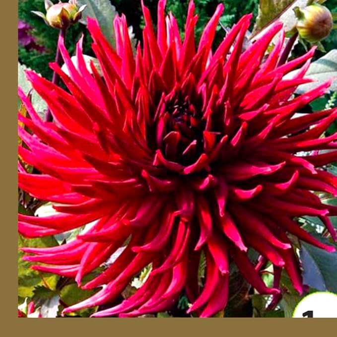 Needle Dahlia Multicolor Seed Mix 50+ Non-GMO Seeds for Planting Flowers Cactus Dahlia